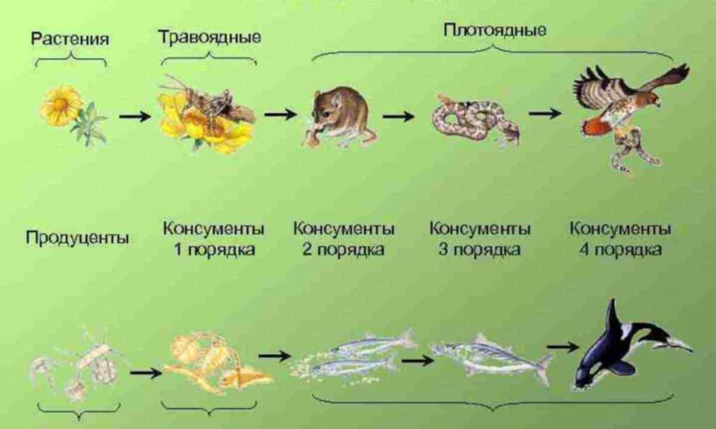 продуценти це