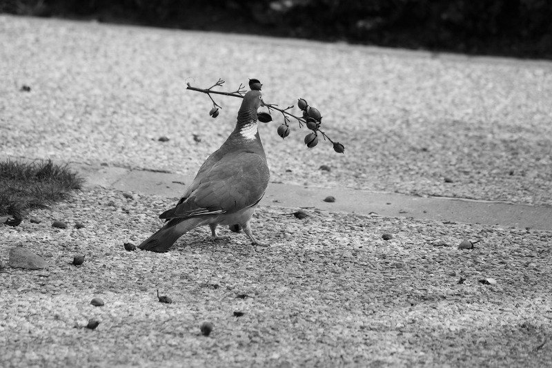 асиміляція